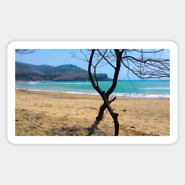 View through two curved pine tree trunks to a sand beach Sticker by kall3bu